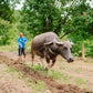 A farmer ploughing the soil with a kalabaw, the Philippine water buffalo, at Kaseledan Farm in El Nido, Palawan