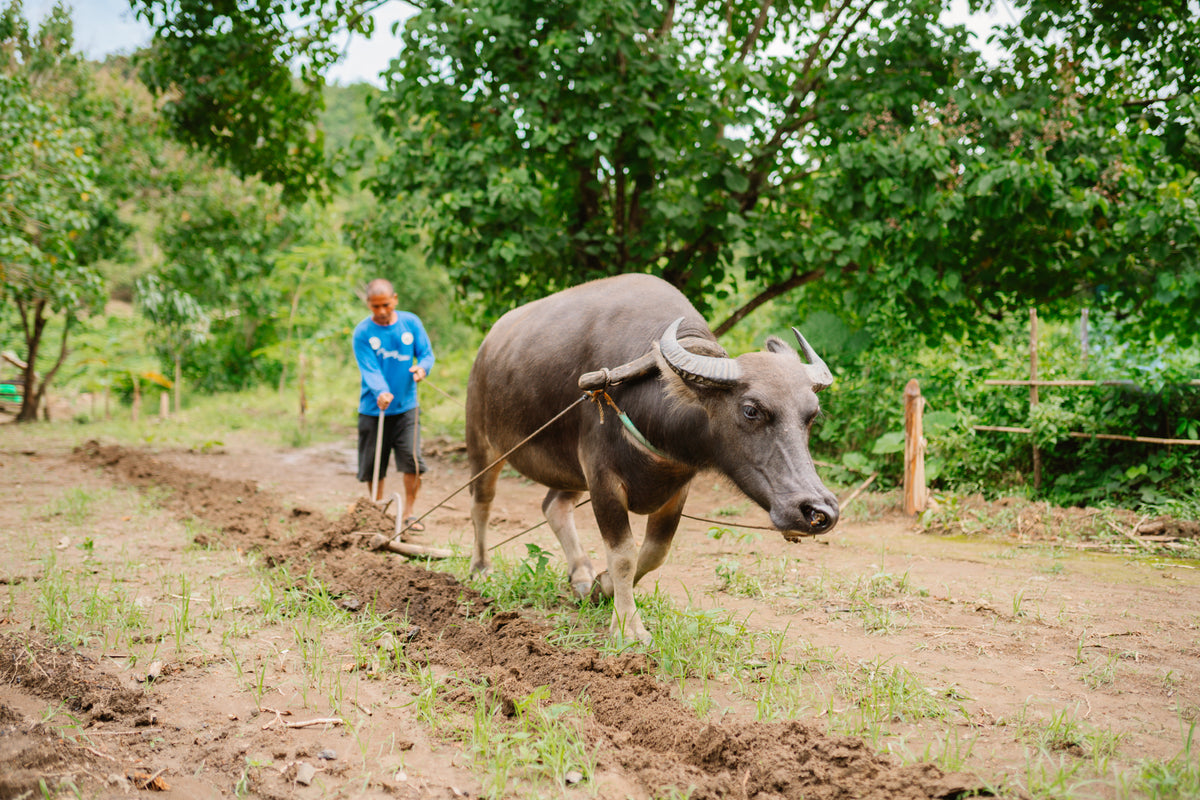 A farmer ploughing the soil with a kalabaw, the Philippine water buffalo, at Kaseledan Farm in El Nido, Palawan