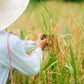 Harvesting palay by hand with a kayeg, the Cuyonon sickle, in the rice field at Kaseledan Farm, El Nido, Palawan