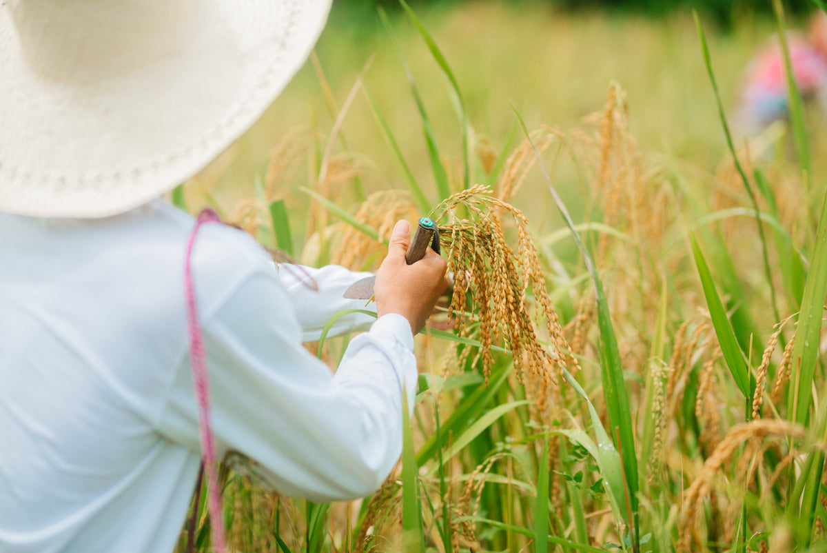 Harvesting palay by hand with a kayeg, the Cuyonon sickle, in the rice field at Kaseledan Farm, El Nido, Palawan